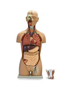 Anatomy Model Fat Replica 5 Pounds