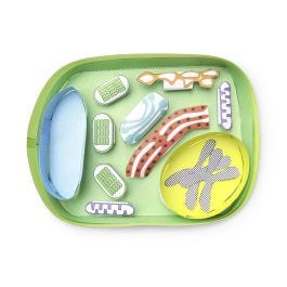 NewPath Learning® Plant Cell 3D Model Kit