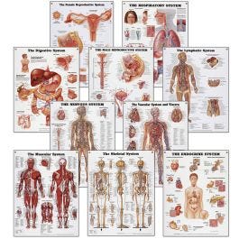 Peter Bachin Anatomical Systems Chart Set