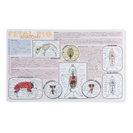 Pig Dissection Mat