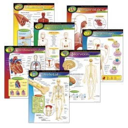 The Human Body Learning Charts Combo Pack