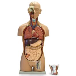 Axis Scientific 27-Part Dual-Sex Life-Size Torso with Open Back