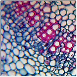 Microscope Slide: Syringa vulgaris (Lilac) Leaf - Cross Section